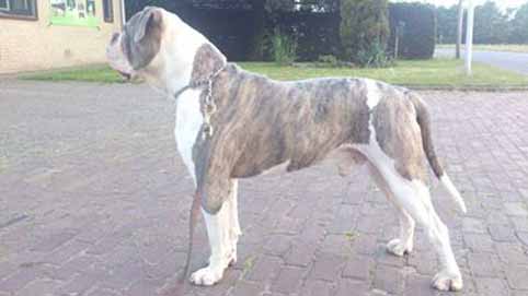Darkenwald american bulldog